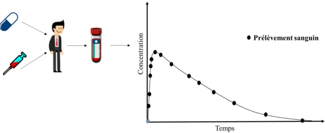 Figure 7. Profil pharmacocinétique d’un médicament oral 