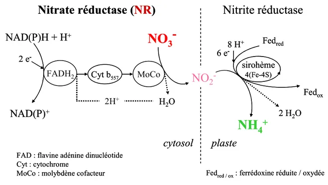 Figure  SB -6.  Réduction des nitrates en nitrites par la NR et réduction des nitrites en ammonium par la nitrite réductase