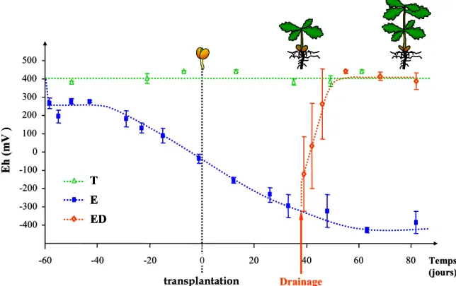 Figure 1.  Evolution du potentiel d’oxydoréduction (Eh) en fonction du temps (jours) dans le substrat de culture des semis  témoins (  T), ennoyés (   E) et des semis ennoyés qui subissent un drainage (  ED)
