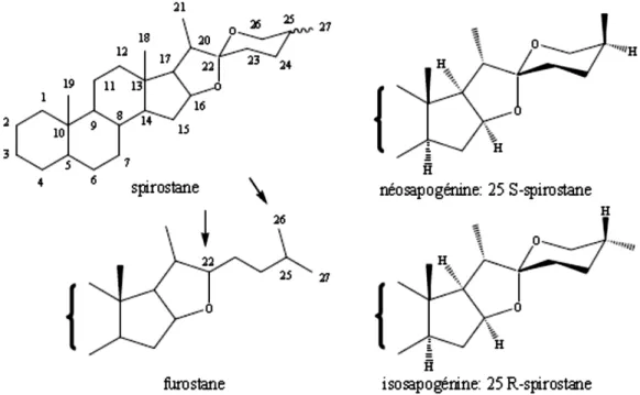 Figure 8: Squelettes et configuration des génines stéroïdiques : spirostane, furostane,  néosapogénine 25S-spirostane, isosapogénine 25R-spirostane  