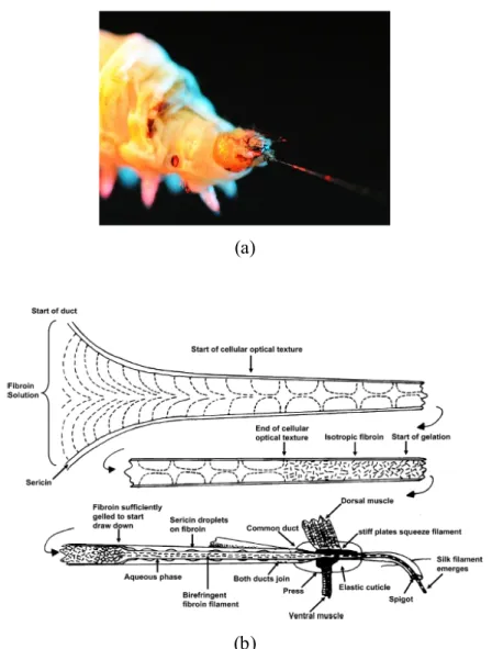 Figure 1.12. (a) Photo of a Chinese silkworm spinning silk. 81  (b) Mechanism of the spinning  of spider silk