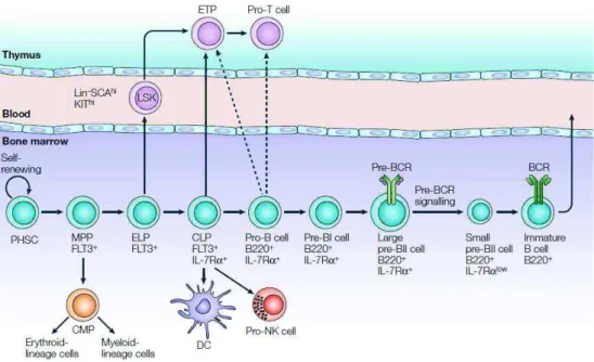 Figure 1: Développement schématique des lymphocytes B 