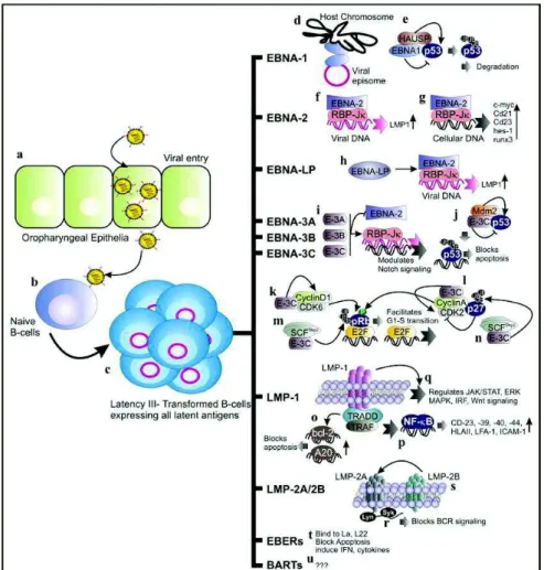 Figure 11: Implication des antigènes de latence dans la transformation maligne associée à l’EBV 