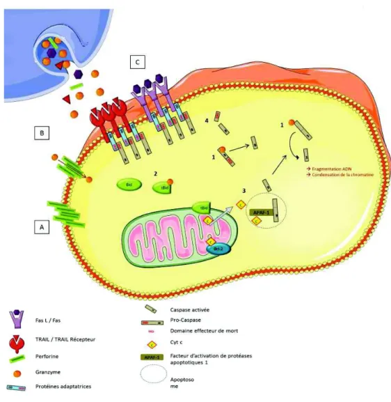Figure 12: Conséquences de la dégranulation des cellules Natural Killer (NK) 