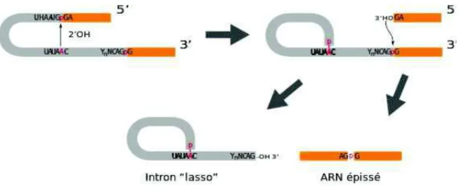 Figure 17: Deux réactions de trans-estérification permettent l’excision d’un intron 