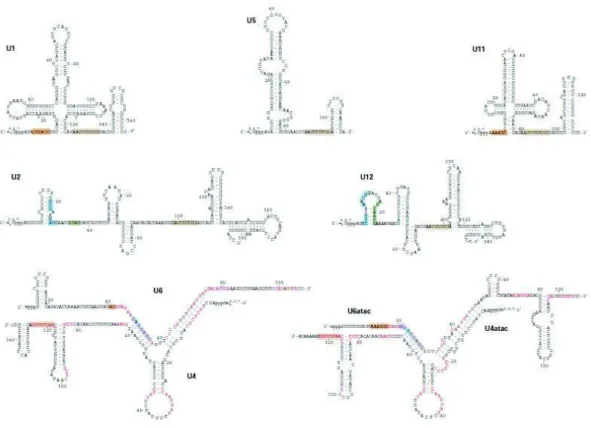 Figure 19: Séquence et structure des snRNA du spliceosome humain 