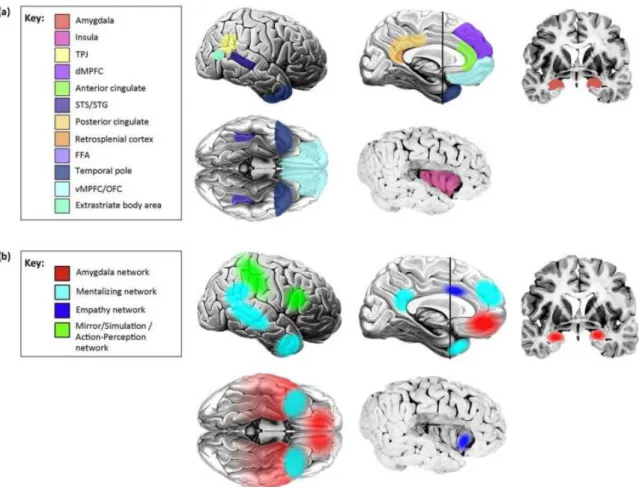 Figure 3.  Representation of the social brain structures (a) and networks (b), as  proposed by Kennedy and Adolphs (2012)