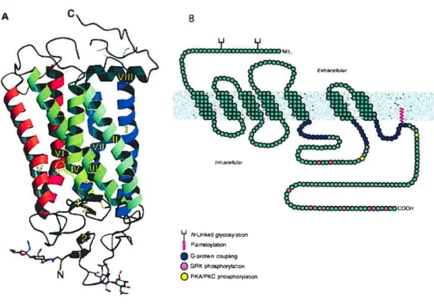 Figure 1: Structure des RCPGs