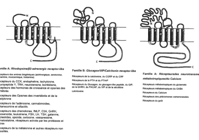 Figure 2 : Schéma représentatif des trois principales classes de RCPGs.