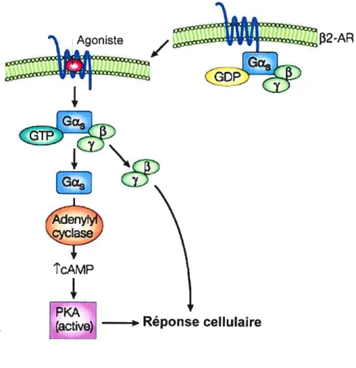 Figure 3: Schéma du paradigme de la signalisation d’un RCPG.