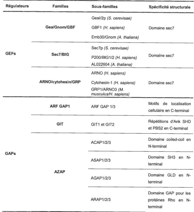 Tableau 1: Régulateurs des ARFs: les GEFs et les GAPs