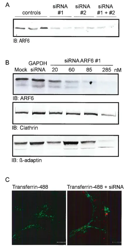 Figure J: Characterizatïon of siRNA directed against ARF6 in HEK 293 ceils.