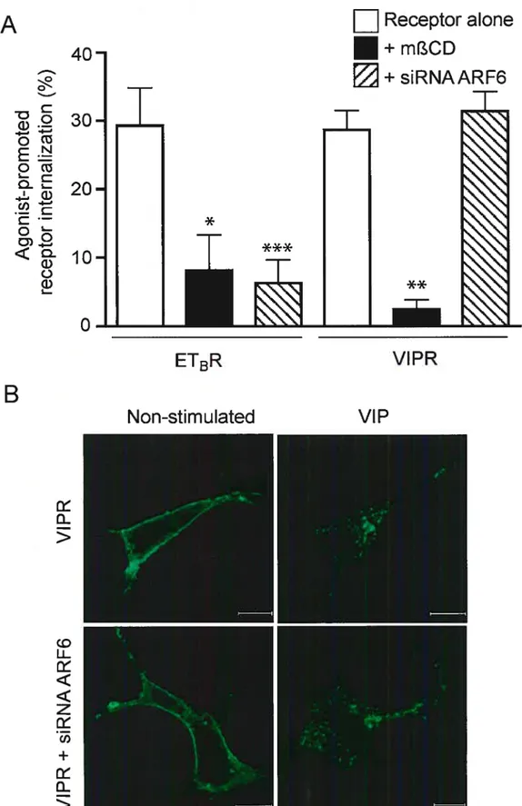 Figure 4: ARF6-depletion significantly impairs the caveolae-medïated internalization of some but flot ail G protein-coupled receptors