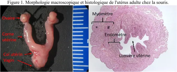 Figure 1. Morphologie macroscopique et histologique de l'utérus adulte chez la souris