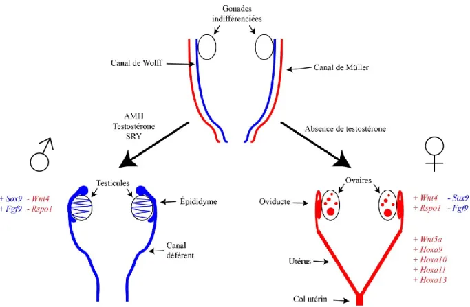 Figure 2. Signaux dictant le développement du tractus reproducteur. 