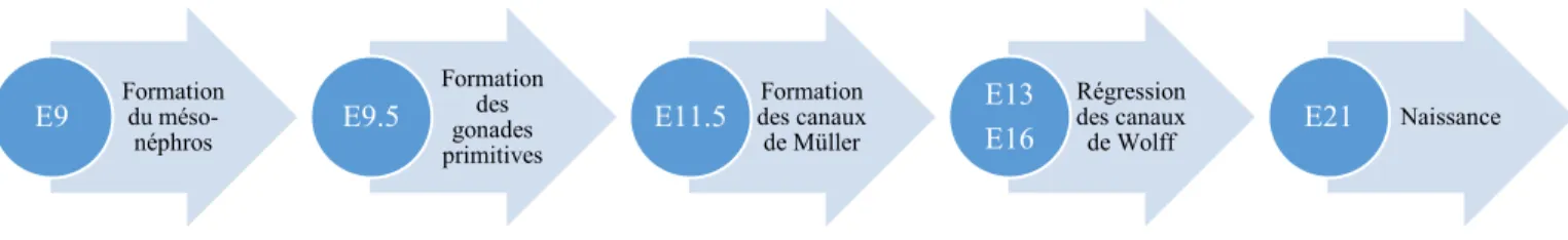 Figure 3. Chronologie du développement du tractus reproducteur femelle chez la souris lors de  l’embryogenèse 