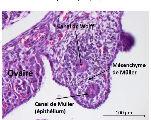 Figure 5. Morphologie histologique des canaux de Müller (E14.5) 