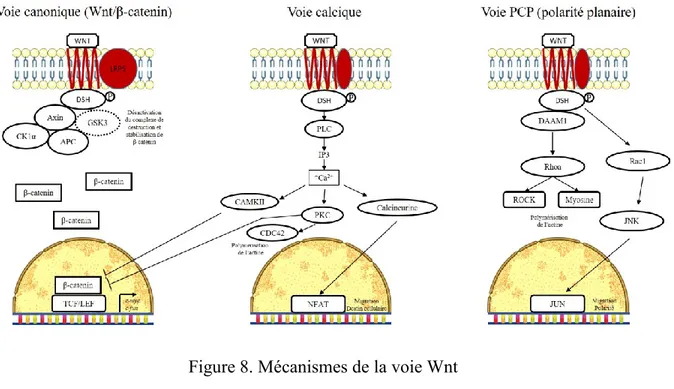 Figure 8. Mécanismes de la voie Wnt  Inspirée de Niehr (2012), 