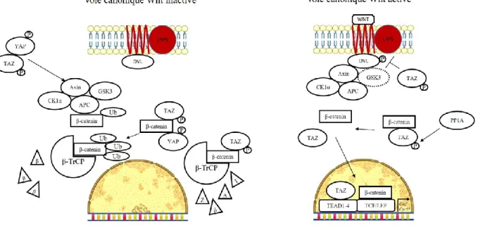 Figure 10. Interactions entre les voies Wnt et Hippo 