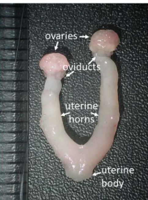 FIGURE 1.1 Anatomy of the mouse female reproductive tract 