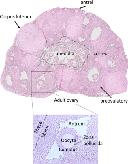 FIGURE 1.2 Histology of ovaries from pre-pubertal and adult mice  