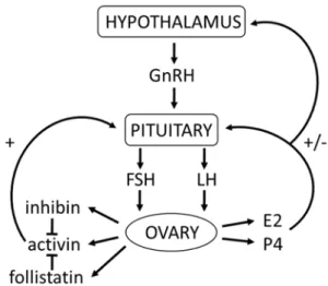 FIGURE 1.5 Hypothalamic-pituitary-gonadal axis 