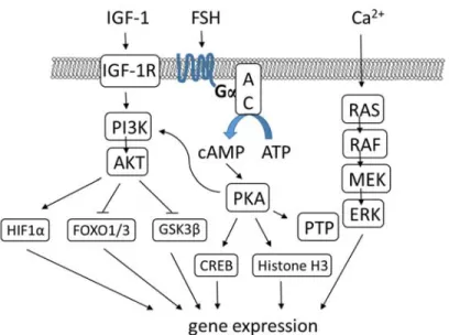 FIGURE 1.6 FSH signaling in granulosa cells. Inspired by Hunzicker-Dunn 2015. 