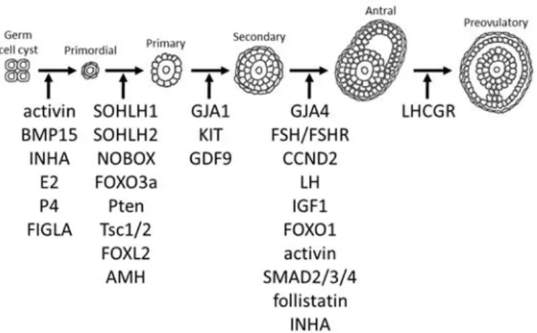 FIGURE 1.8 Regulation of folliculogenesis.  