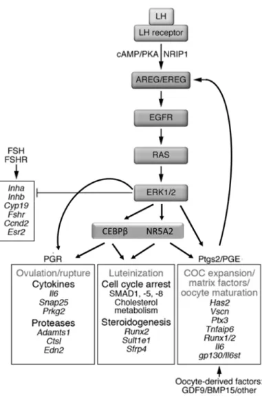 FIGURE 1.10 LH signaling that drives oocyte maturation, cumulus expansion, ovulation, and  luteinization