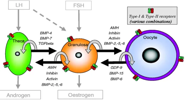 Figure  6. TGF-β superfamily members and their receptors and binding  proteins are expressed in different follicle cells