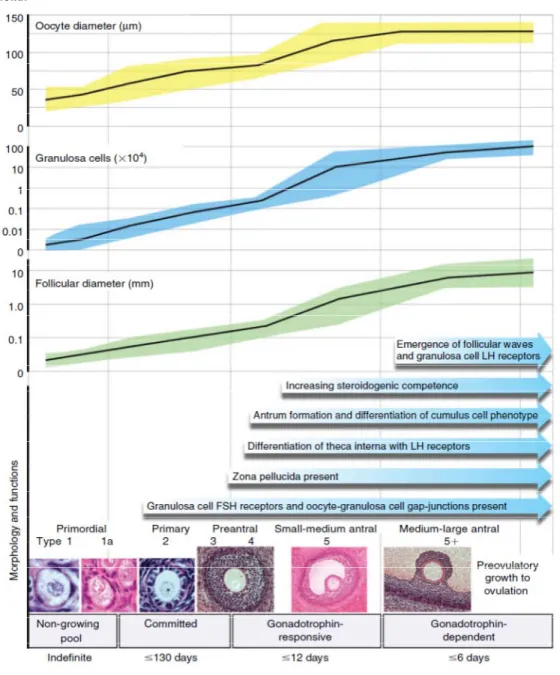 Figure  9. A summary of folliculogenesis in the ewe as an example for mono- mono-ovular species