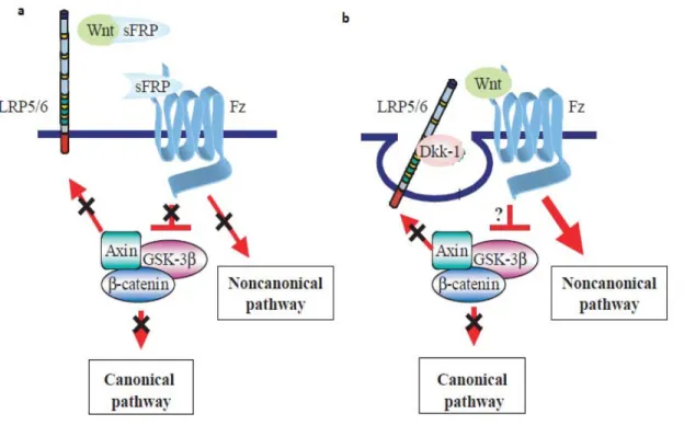 Figure  11. Regulation of WNT signalling by physiological inhibitors. 