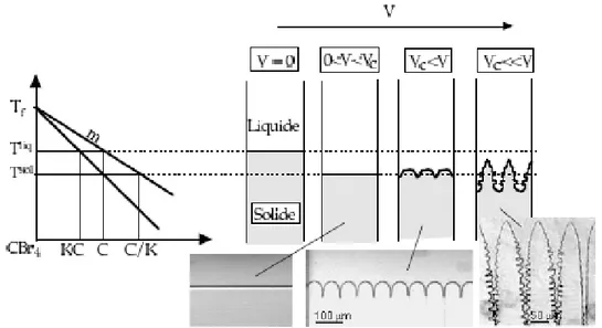 Fig. 2.10 – Différentes morphologies issues de la solidification directionnelle d’un alliage dilué  en régime stationnaire (Akamatsu, 2008)