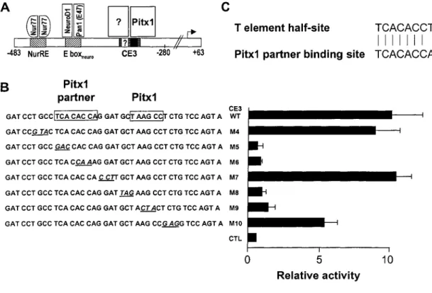 Figure 2.1.  AT-box  binding  site  is  required  for  Pitx1  activation  of POMC  transcription