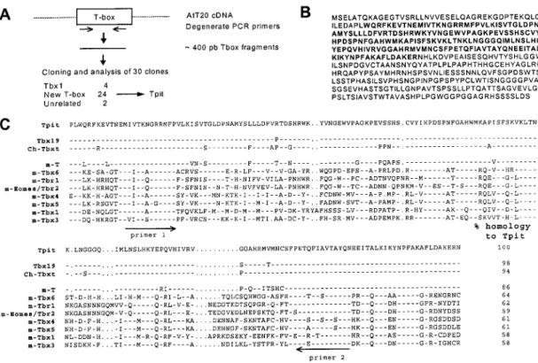 Figure  2.2.  Cloning  of  Tpit,  a  New  T-Box  Factor.  (A)  Cloning  strategy.  Degenerate  primers  were  designed  against  the  most  conserved  regions  of murine  T-boxes  (C)  and  used  for  PCR  amplification  using  cDNA  from  POMC-expressing 