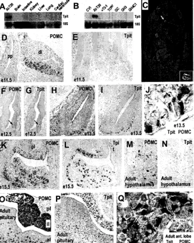 Figure  2.3.  Tpit  is  only expressed  in  POMC-Expressing  Cells  of the  Pituitary  Gland