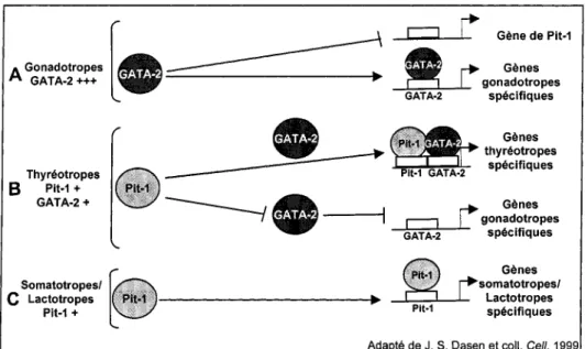 Figure  1.4.  Modèle  de  détermination  cellulaire  par Pit-1  et GATA-2.  En  absence  de  Pit- Pit-1,  GATA-2  active  les  gènes  gonadotropes  spécifiques  (A)