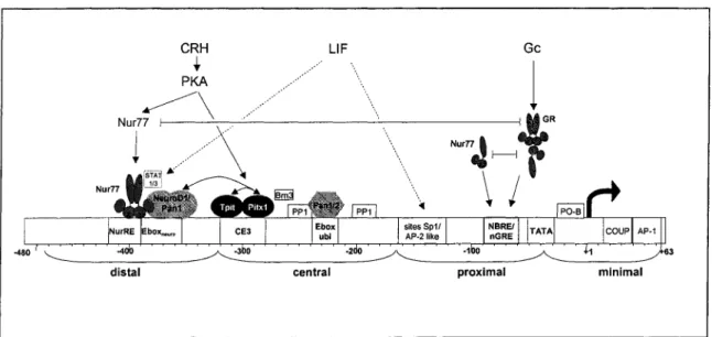 Figure  1.8.  Représentation  schématique  du  promoteur de  la  POMC  de  rat.  L'expression  histo-spécifique de la  POMC requiert Pitx1, Tpit et NeuroD1