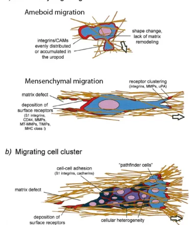 Figure 2 : Schématisation des morphologies cellulaires observées lors de la migration de  cellules tumorales  