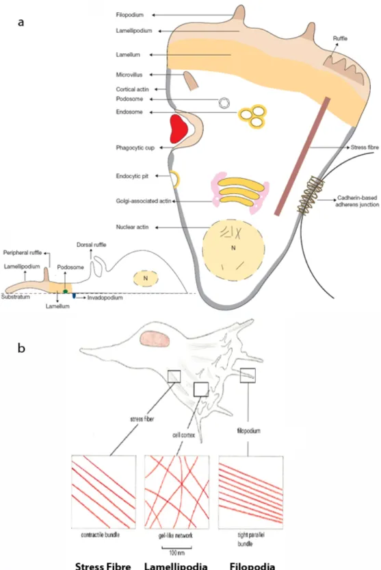 Figure 4 : Les structures cellulaires soutenues par le cytosquelette d’actine 