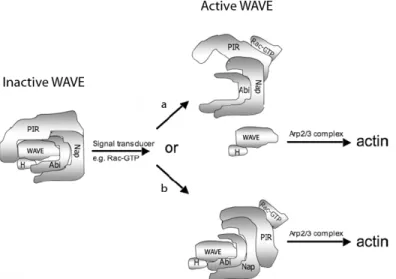 Figure 7 : Régulation du complexe protéique incluant WAVE par la GTPase Rac activée  La protéine Rac active se lie au complexe et permet (a) le détachement de l’unité  WAVE/HSPC300 du complexe ou (b) le remodelage du complexe permettant l’activation de  WA