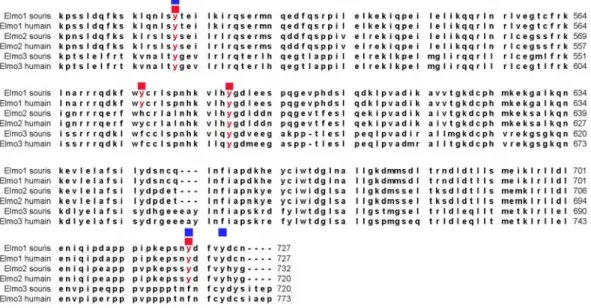 Figure 9 : Les protéines de la famille Elmo : Structure et Séquences 