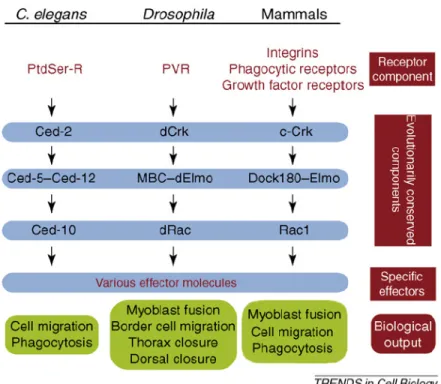 Figure 10 : Présentation des orthologues des protéines de mammifère c-Crk, Dock180, Elmo  et Rac1 chez la drosophile et le vers C