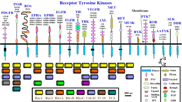 Figure 11 : Les 20 sous-groupes humains de récepteurs kinases à tyrosine et les GTPases de  la famille Rho qu’ils activent 