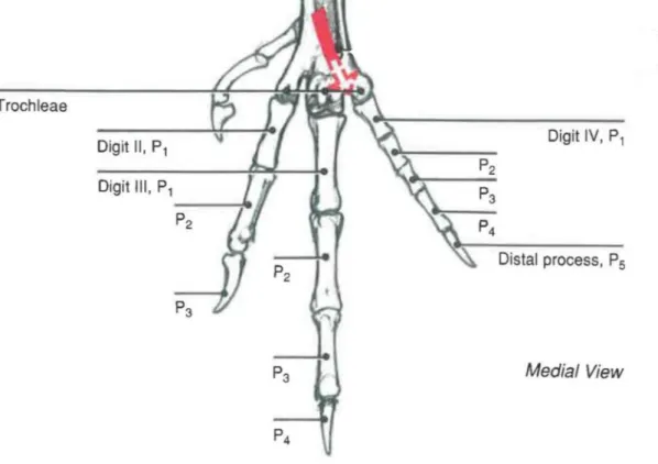 Figure 2: Les os de la patte des rapaces et psittaciformes (Orosz et al., 1992) 
