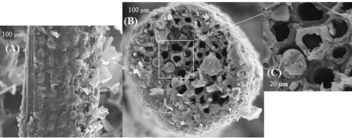 Figure I-9. Images MEB d’une fibre de bois de palmier dattier : vue longitudinale (A), vue  transversale (B), zoom de la vue transversale (C) [5] 