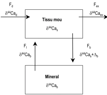 Figure I.4.4: Modèle de transport du calcium dans les organismes (d'après Skulan et DePaolo, 1999)