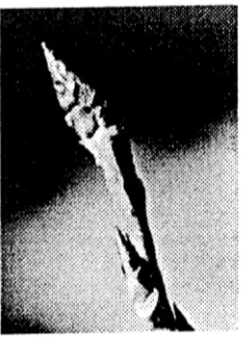 Figure 2: Bud of Populus tremuloides.