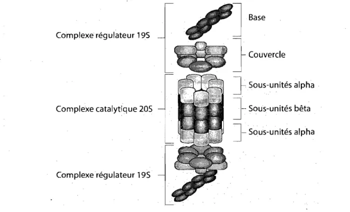 Figure 1.5  : Représentation du protéasome 268. 
