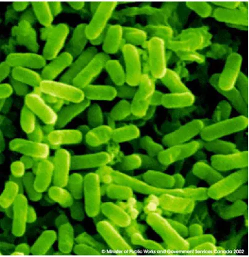 Figure 1 : Microphotographie d’E.coli  obtenue par microscopie électronique à balayage  (Sean GRIFFIN, 2009)